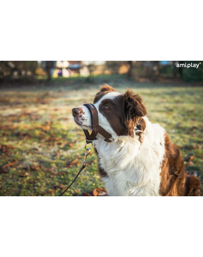 AMIPLAY Halter nylon n2 foxterrier  czerwony