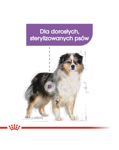 ROYAL CANIN CCN Maxi Digestive Care 12 kg kuivtoit täiskasvanud, suurte tõugude koertele, kellel on tundlik seedetrakt