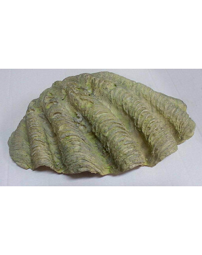 Muszla małży duża