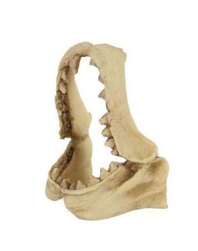 Dekoracja czaszka dinozaura model 2