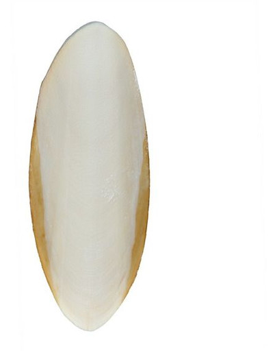 Trixie Sepia vėžliams 12 cm