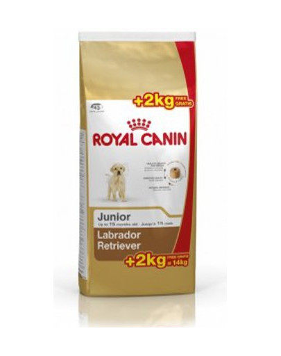 ROYAL CANIN Labrador retriever junior 12+2 kg gratis
