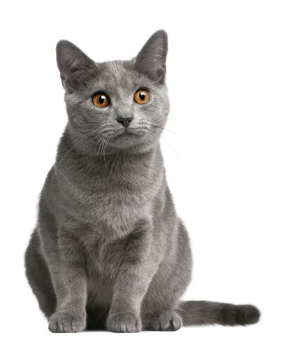 Fitmin Cat Purity Urinary 400 g