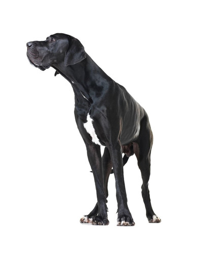 FITMIN Dog solution Lamb&Rice- 13 kg