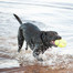 KONG Mänguasi Squeaker Football Large 165 mm