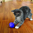 KONG Cat Treat Dispensing Ball kasside maiusepall
