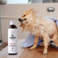 PETS šampoon Vitamiinšampoon lühikestele juustele 250 ml