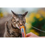 INABA Churu Cat kreemjas kassi maius, kanalihaga 56 g