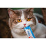 INABA Churu Cat kreemjas maius kassidele, kanalihaga ja krabiga 56 g