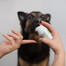 VET EXPERT Caryodent Enzymatic Toothpaste 50 ml enzymatyczna pasta do zębów dla psa i kota