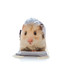 FERA  Seljakott - pressiga kott Hamster